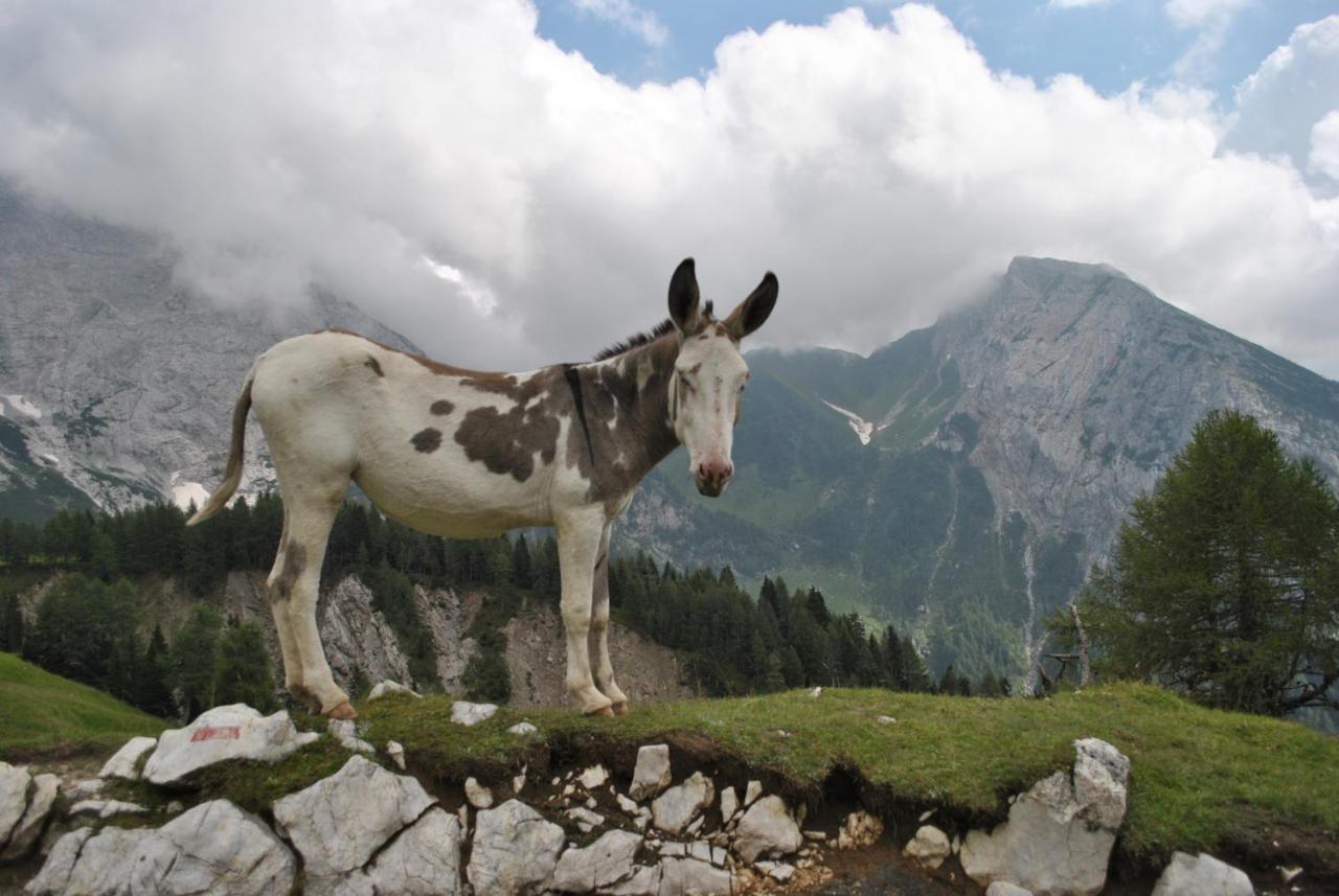 Durmi E Insumiasci Bed and Breakfast Forni Avoltri Buitenkant foto